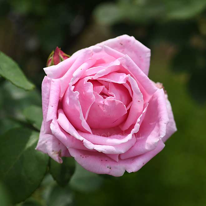 バラ マダムキャロリンテストー｜花の手帖の薔薇図鑑