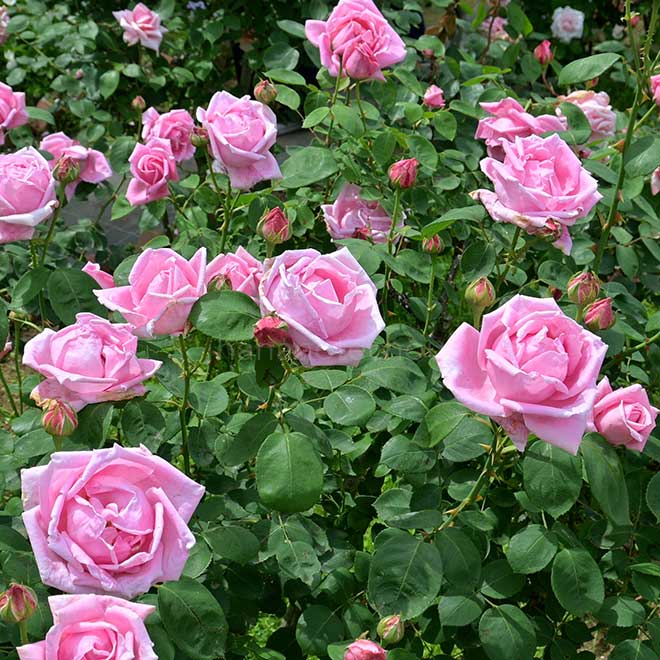 バラ マダムキャロリンテストー｜花の手帖の薔薇図鑑