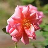 バラ マダム エドアール エリオ｜花の手帖の薔薇図鑑