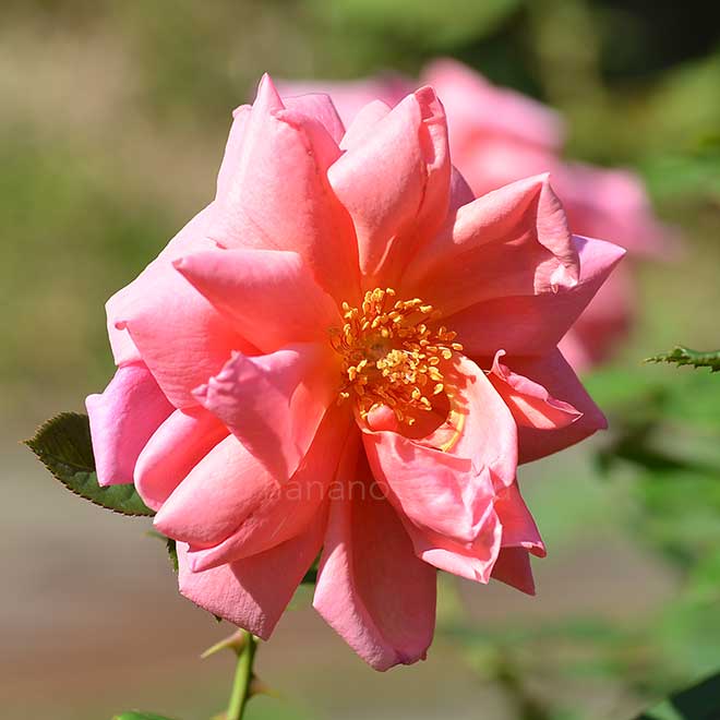 バラ マダム エドアール エリオ|花の手帖の薔薇図鑑