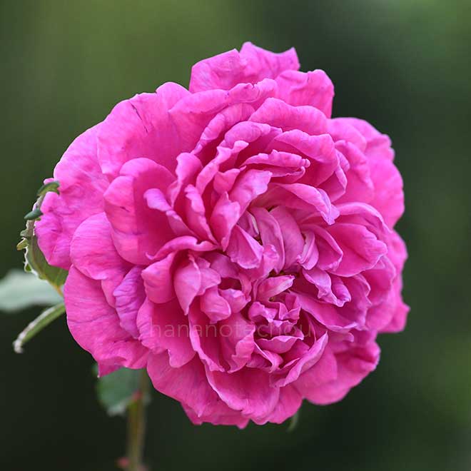 バラ マダムエレガント｜花の手帖の薔薇図鑑