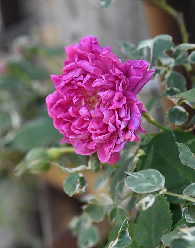 バラ マダムエレガント｜花の手帖の薔薇図鑑