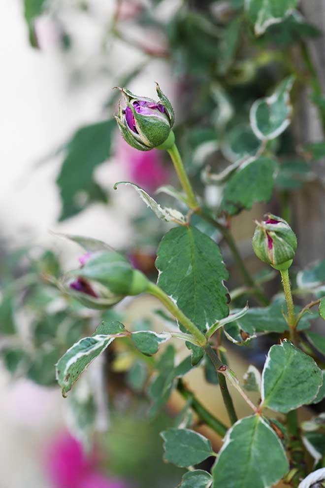 バラ マダムエレガント｜花の手帖の薔薇図鑑