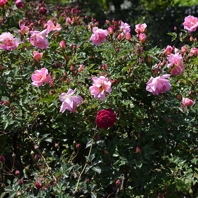 バラ マダム ローレット メッシミー｜花の手帖の薔薇図鑑