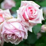 バラ マダム レオン パン｜花の手帖の薔薇図鑑