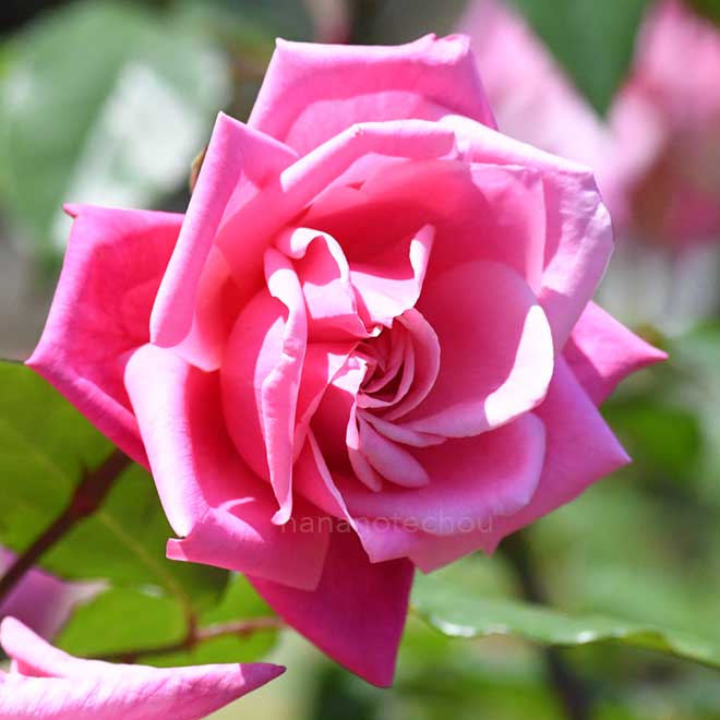 バラ マダム ロンバール｜花の手帖の薔薇図鑑