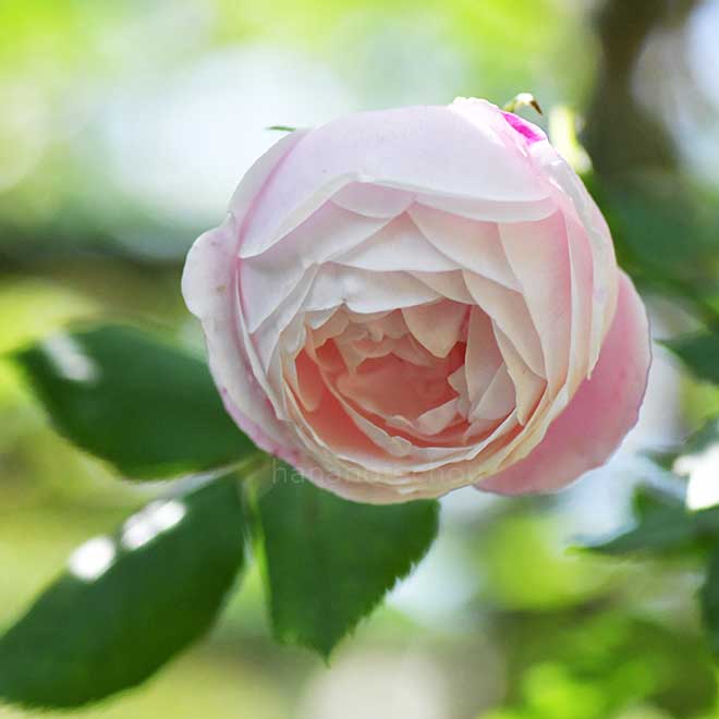 バラ マダムピエールオジェ｜花の手帖の薔薇図鑑