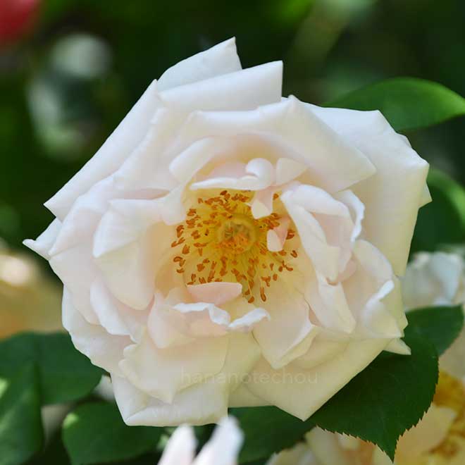 バラ マダム ルネ オーベルツ｜花の手帖の薔薇図鑑
