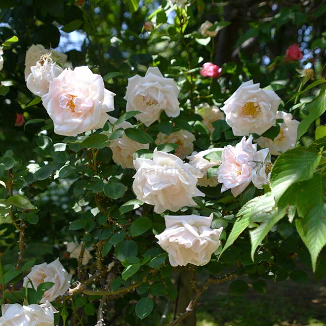 バラ マダム ルネ オーベルツ｜花の手帖の薔薇図鑑