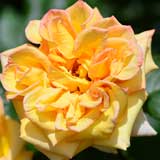 バラ モンテカルロ｜花の手帖の薔薇図鑑