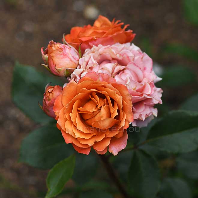 バラ モルゲンロート｜花の手帖の薔薇図鑑