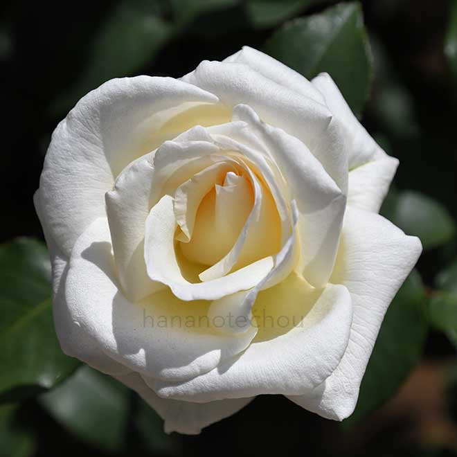 バラ マウント シャスタ｜花の手帖の薔薇図鑑