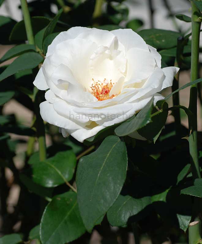 バラ マウント シャスタ｜花の手帖の薔薇図鑑