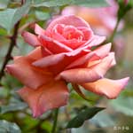 バラ ミセスサムマグレディ｜花の手帖の薔薇図鑑