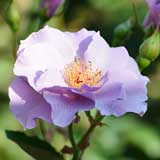 バラ 紫の園｜花の手帖の薔薇図鑑