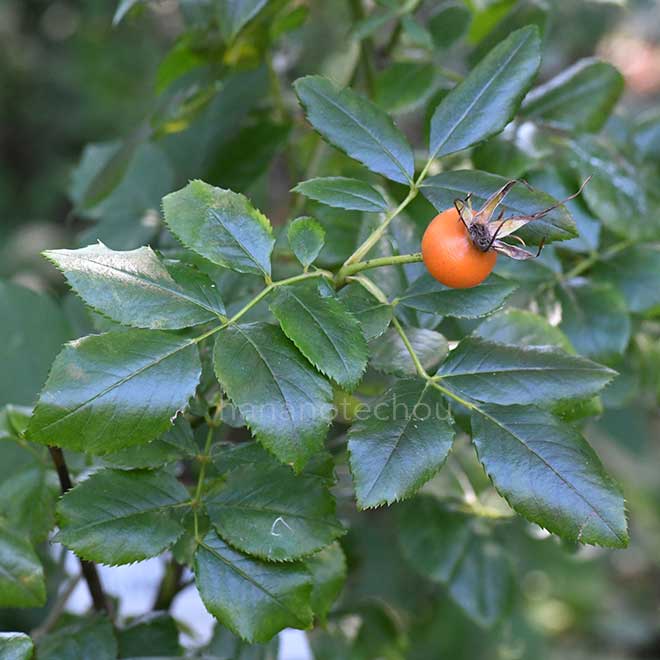バラ マイスターズ｜花の手帖の薔薇図鑑