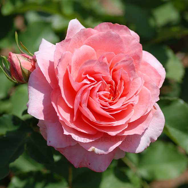 バラ ナバブ｜花の手帖の薔薇図鑑