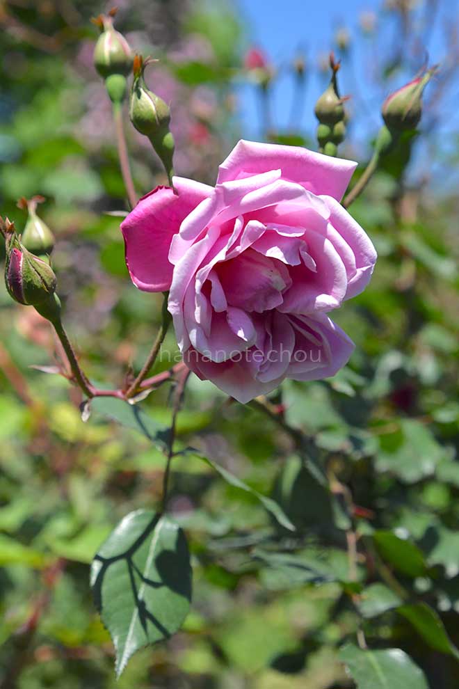 バラ ナポレオン｜花の手帖の薔薇図鑑