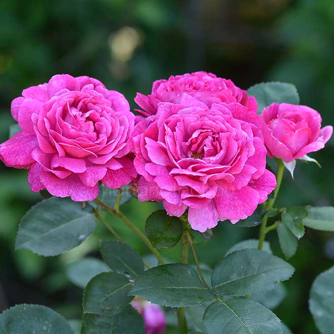 バラ |花の手帖の薔薇図鑑