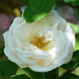 バラ ノヴァ ゼンブラ|花の手帖の薔薇図鑑