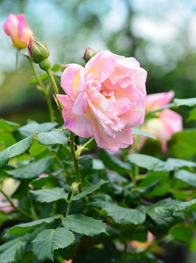 バラ ニンフェンブルグ｜花の手帖の薔薇図鑑
