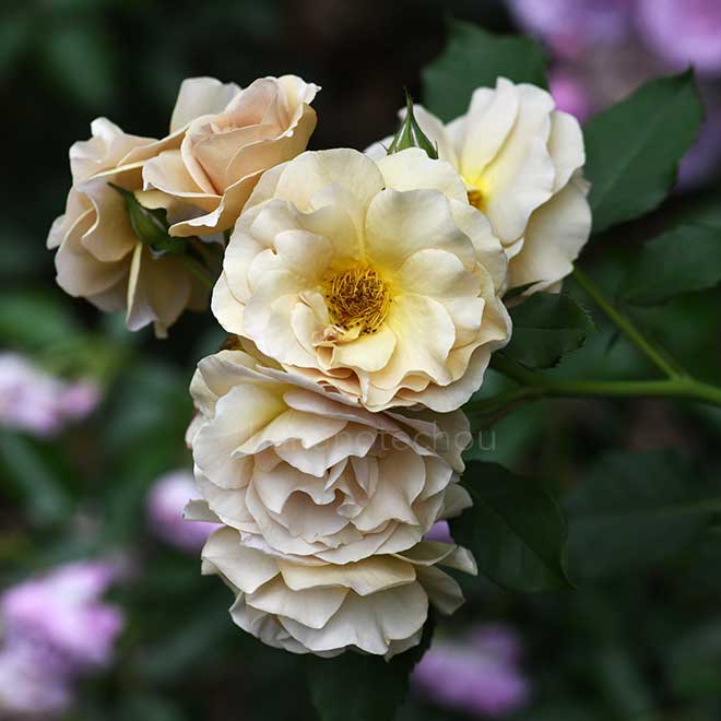 バラ ラブロッシュ｜花の手帖の薔薇図鑑