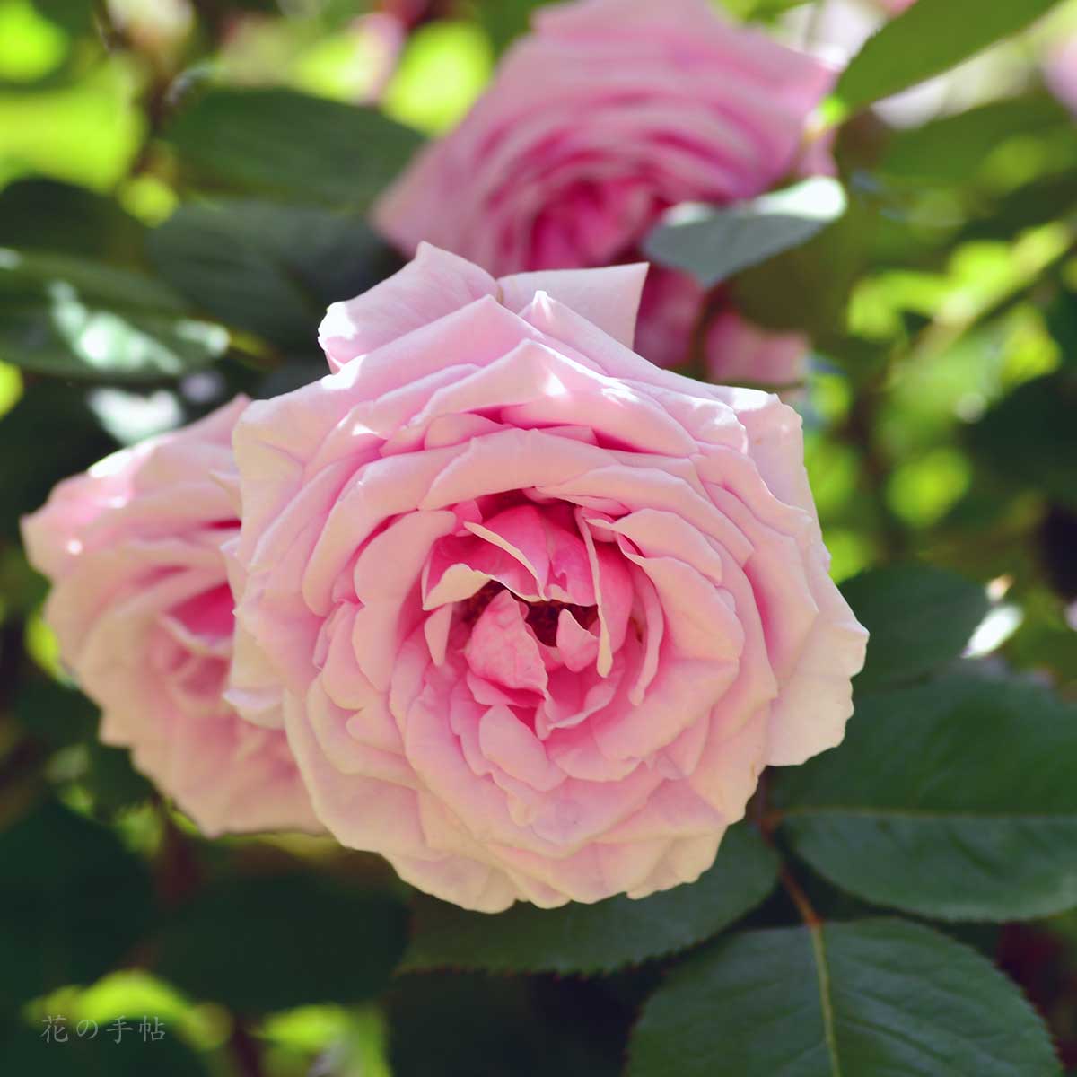 バラ レディアリススタンレー｜花の手帖の薔薇図鑑
