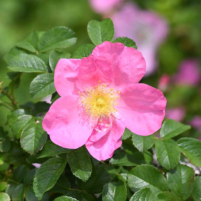 バラ レディダンカン｜花の手帖の薔薇図鑑