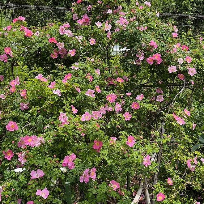 バラ レディダンカン｜花の手帖の薔薇図鑑