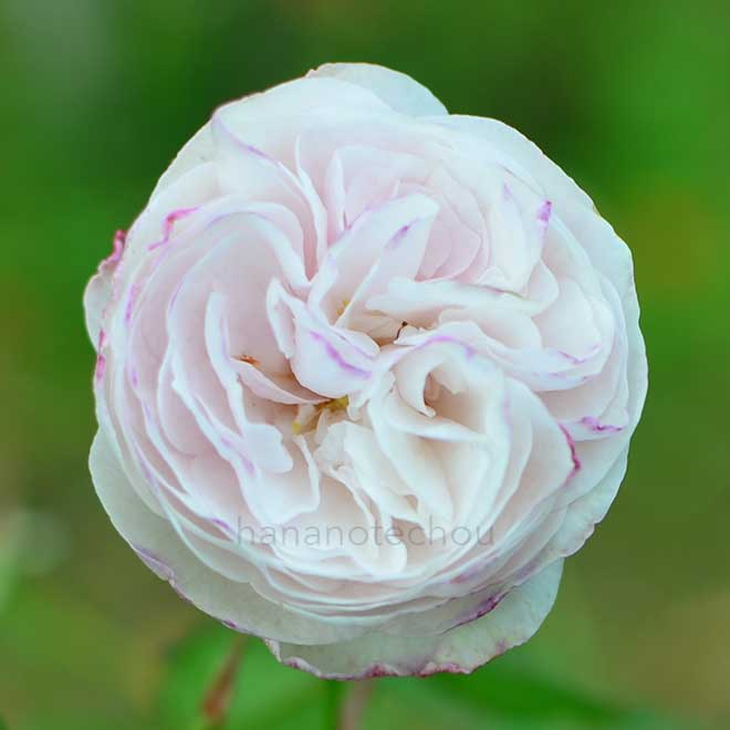 バラ レディエミリーペール｜花の手帖の薔薇図鑑