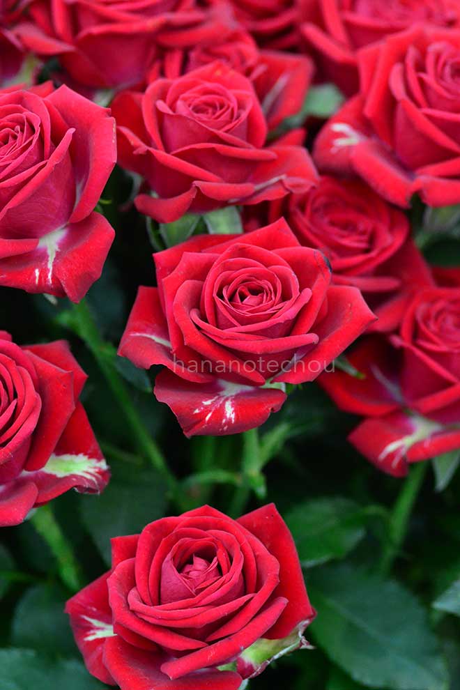 バラ レディラブ｜花の手帖の薔薇図鑑