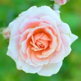バラ レディメイアンディナ｜花の手帖の薔薇図鑑