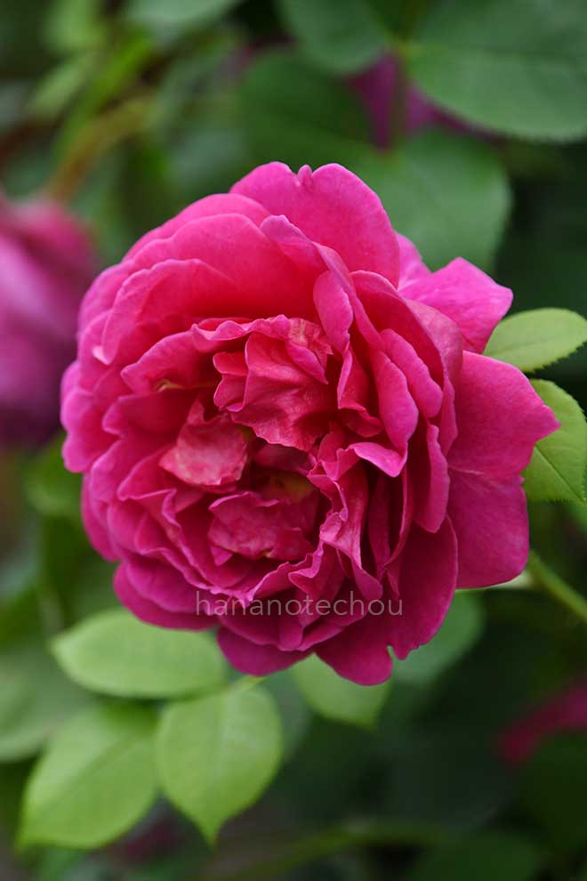 バラ レディ オブ メギンチ｜花の手帖の薔薇図鑑