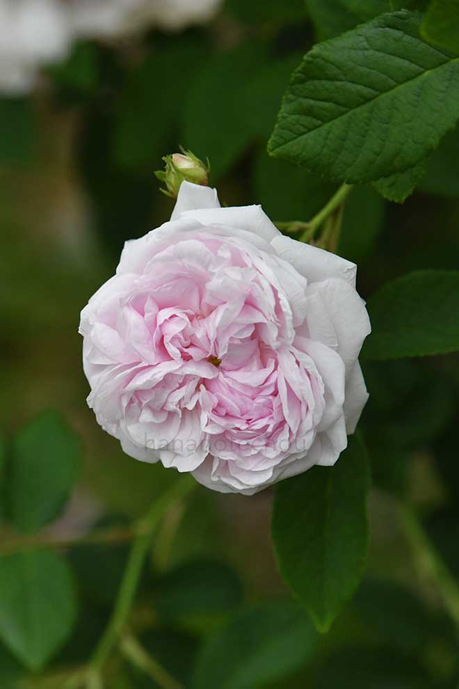 バラ レディスチュワート｜花の手帖の薔薇図鑑