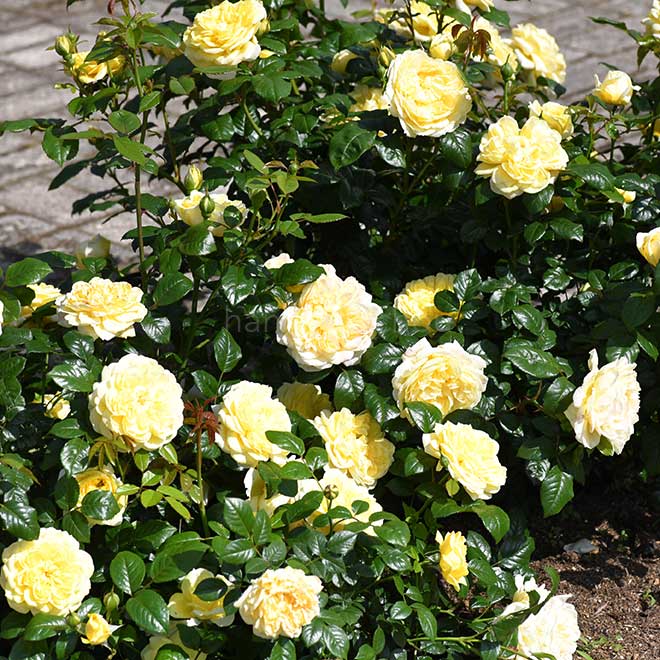 バラ ラ フォンテーヌ｜花の手帖の薔薇図鑑