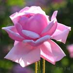バラ ラフランス｜花の手帖の薔薇図鑑
