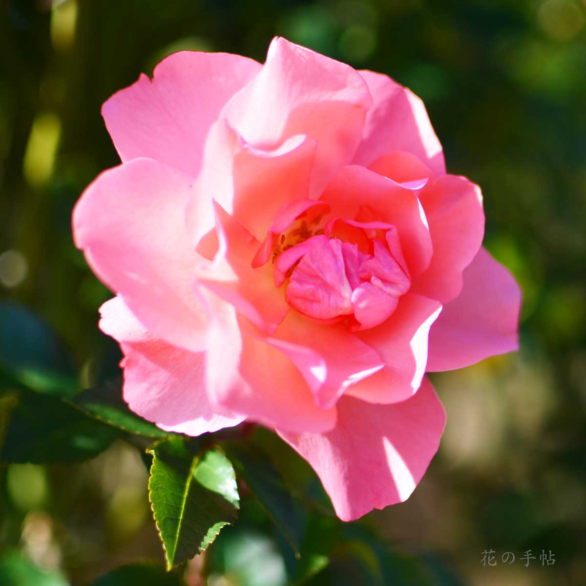 バラ レマン｜花の手帖の薔薇図鑑