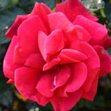バラ ラスティング ラブ｜花の手帖の薔薇図鑑