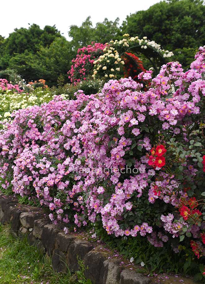 バラ ラベンダー ドリーム｜花の手帖の薔薇図鑑