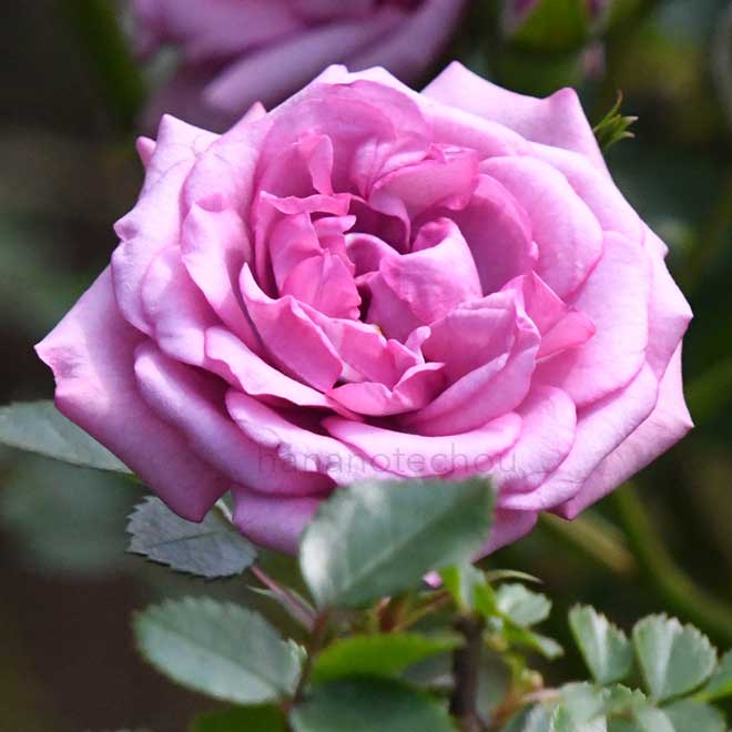 バラ ラベンダーメイアンディナ｜花の手帖の薔薇図鑑