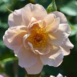 バラ ラベンダー ピノキオ｜花の手帖の薔薇図鑑