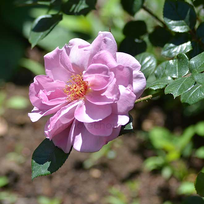 バラ ラベンダー プリンセス｜花の手帖の薔薇図鑑