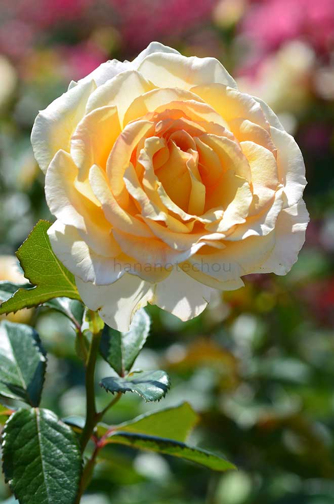 バラ レモンアンドジンジャー｜花の手帖の薔薇図鑑