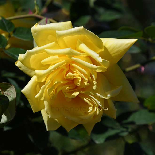 バラ レモンスパイス｜花の手帖の薔薇図鑑