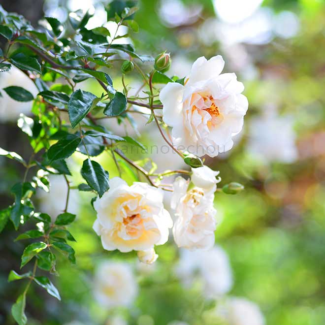 バラ レオンティーヌ ゲルブ|花の手帖の薔薇図鑑