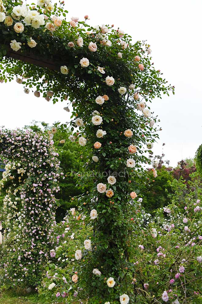 バラ レオンティーヌ ゲルブ|花の手帖の薔薇図鑑