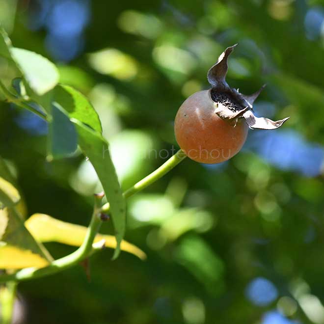 バラ レオンティーヌ ゲルブ|花の手帖の薔薇図鑑