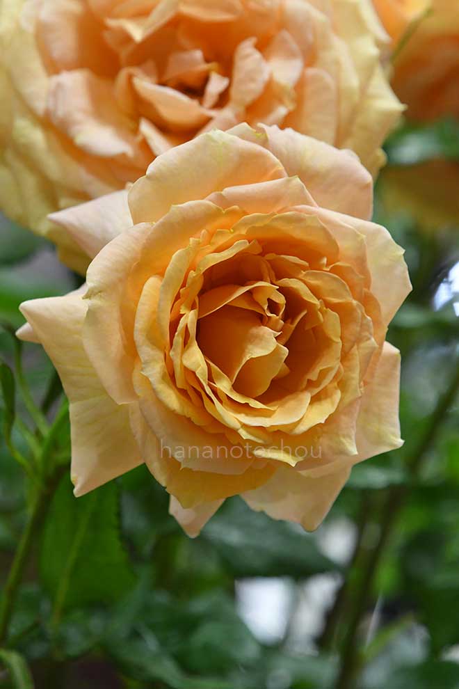 バラ レグランビュッフェ｜花の手帖の薔薇図鑑