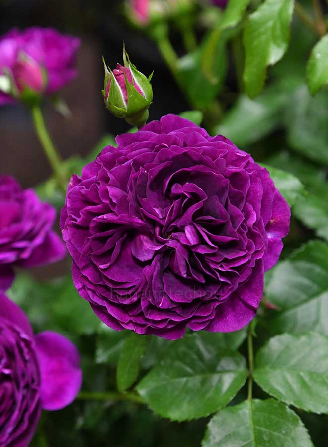 バラ ルタンデスリーズ｜花の手帖の薔薇図鑑