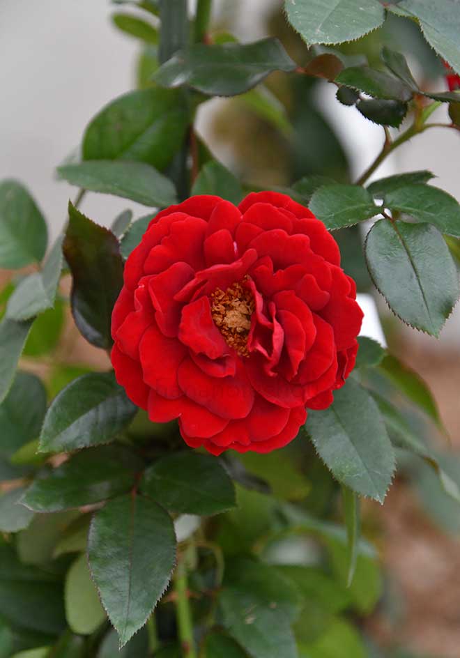 バラ ライデンシャフト｜花の手帖の薔薇図鑑